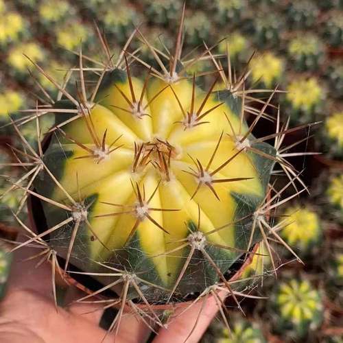 【基地直供】花卉盆景盆栽多肉植物 绿植仙人球花卉盆栽 层云锦