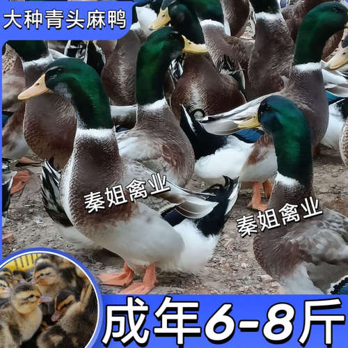 半斤重大种麻鸭绿头鸭青头鸭土鸭可长自养自销疫苗齐全易养长肉快