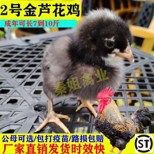 正宗金芦花鸡出壳大种苗纯正大种2号鸡苗金色芦花鸡小公鸡仔活苗