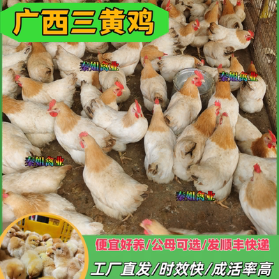 批发广西三黄鸡散养土鸡苗肉鸡幼苗活体纯种笨鸡高产蛋鸡庭院观赏
