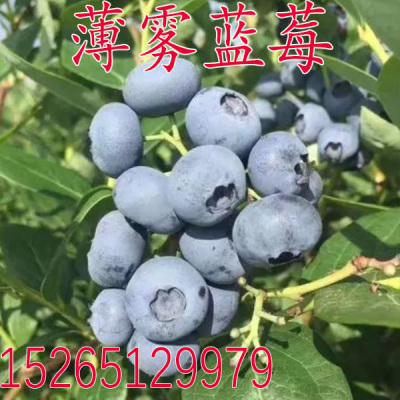 盆栽地栽当年结果薄雾蓝莓果苗