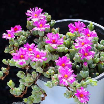 碧玉莲多肉植物组合盆栽懒人网红精品室内大颗肉肉好养老桩绿植