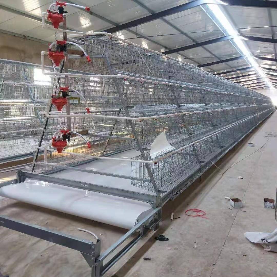 厂家生产鸡笼全自动养鸡设备蛋鸡笼清粪喂料外贸采购