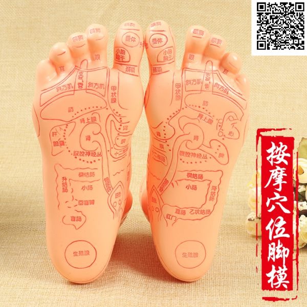 经络射 部反按摩脚模伟叶足模型穴位模型中医足疗高清模型区版足