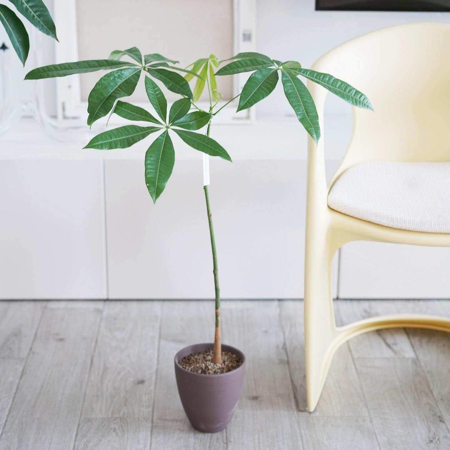 DOLV 豆绿 原生髪财树 韩系造型美学极简风植物花园洋房绿植盆栽