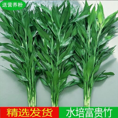 富贵竹水培植物客厅招发财竹子节节高绿萝绿植盆栽花卉植物室内花