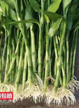 富贵竹花水养客厅水培富贵竹带根粗竹粗跟杆绿植盆栽室内大叶好养