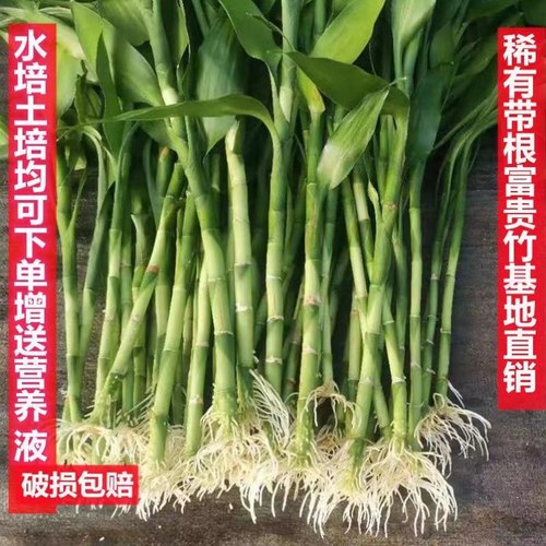 富贵竹花水养客厅水培富贵竹带根粗竹粗跟杆绿植盆栽室内大叶好养