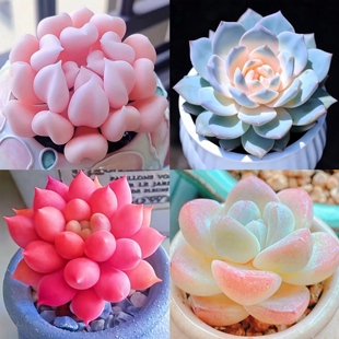 多肉小盆栽稀有品种名贵花卉大全肉肉蓝石莲绿植花盆阳台室内盆栽