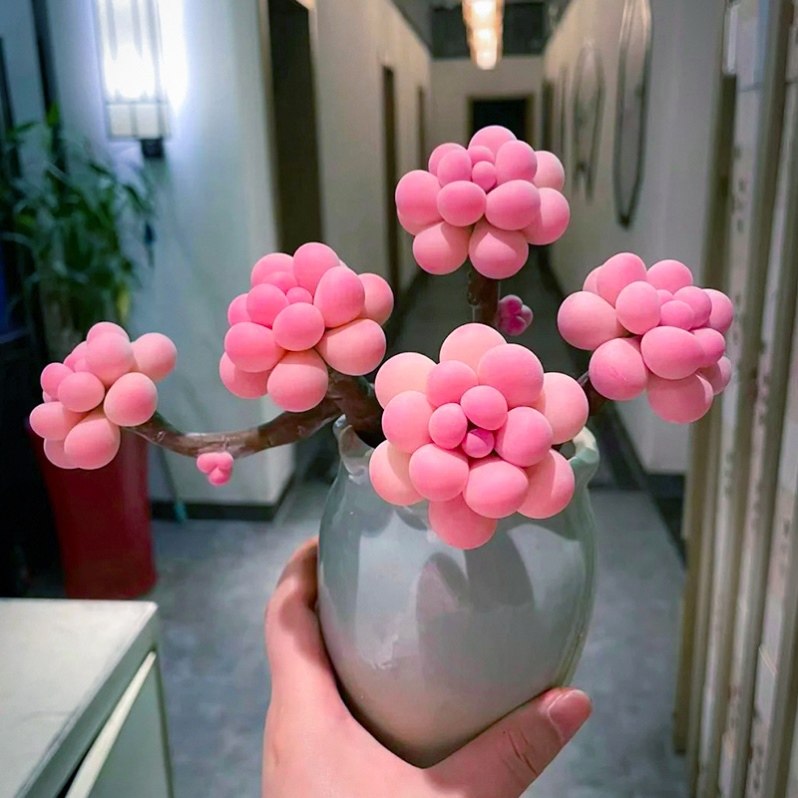 【蜜桃啵啵球】稀有桃蛋奶酪多肉植物室内盆栽精品汤圆花卉好养,鲜花速递/花卉仿真/绿植园艺,多肉植物,淘宝优惠券,粉丝福利购,淘宝优惠卷