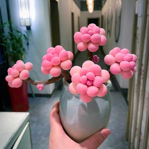 【蜜桃啵啵球】稀有桃蛋奶酪多肉植物室内盆栽精品汤圆花卉好养