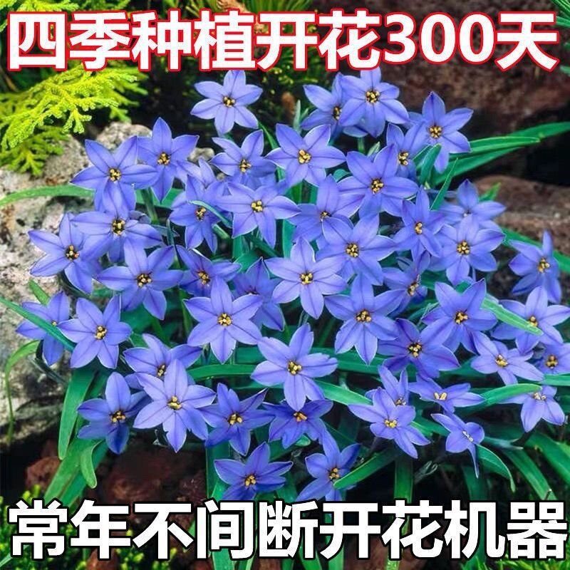 重瓣风雨兰种球四季开花盆栽室内植物客厅阳台好养花卉大全养不死图片