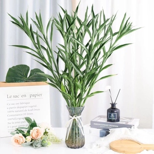 带根细叶招财富贵竹室内新鲜招财竹水养绿植懒人客厅水养