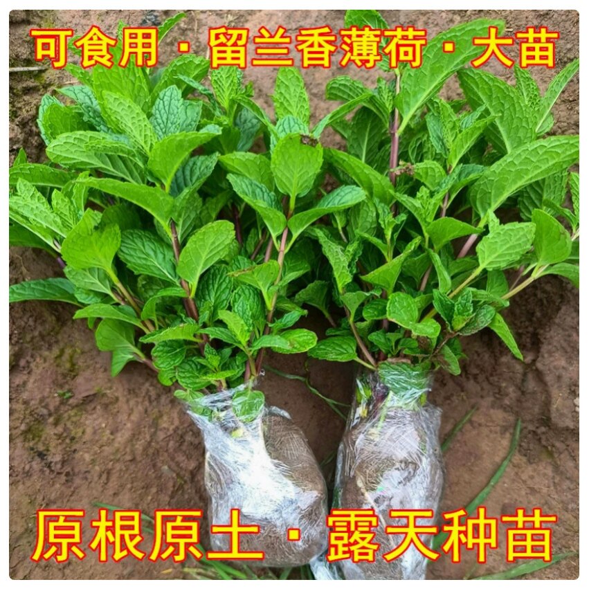 食用薄荷苗盆栽留兰香驱蚊植物室内绿植水培柠檬薄荷迷迭香有卖