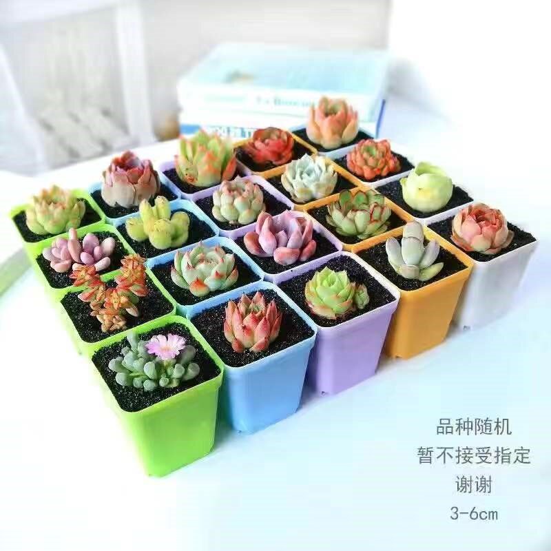 七彩方盆多肉植物花盆优质塑料盆园艺种植盆简约时尚
