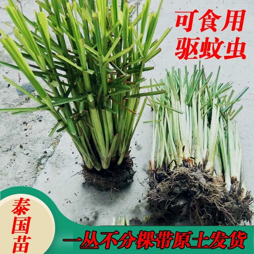 新鲜香茅草苗带土柠檬草种苗农家驱蚊虫植物盆栽绿植泰国冬阴功苗