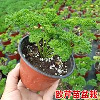 Crinkled Parsley seedlings, potted Dutch parsley, French parsley, Western baking, edible, cold-resistant all year round thumbnail 7