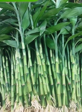 粗杆带根富贵竹水培植物花水养客厅土养富贵竹粗竹绿植转运竹好养