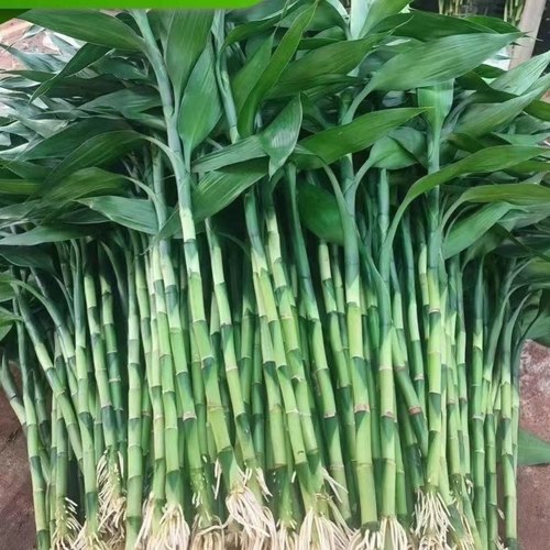 粗杆带根富贵竹水培植物花水养客厅土养富贵竹粗竹绿植转运竹好养