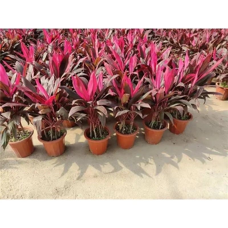 带根水培红紫竹鸿运当头客厅水养花卉盆栽花瓶植物大颗紫色富贵竹