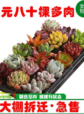 多肉 多肉植物 豪华套餐 桃蛋 玉露红宝石婴儿手指群花卉园艺盆栽
