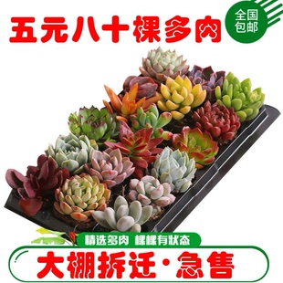 多肉 多肉植物 豪华套餐 桃蛋 玉露红宝石婴儿手指群花卉园艺盆栽