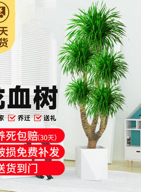 龙血树大型室内盆k栽多头龙须树绿植物客厅大棵网红血龙树造型盆