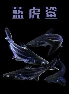 极速淡水鲨鱼小蓝鲨白化鲨蓝虎鲨观赏鱼热带鱼银U龙配鱼套餐包活