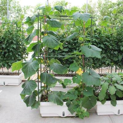 极速铁艺拱门爬藤架月季捆绑球兰玫瑰兰花固定杆爬V藤网瓜棚植物