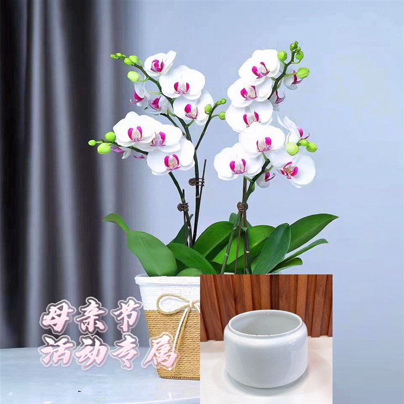 极速花之恋c花卉鲜花基地直播间 蝴蝶兰直播间盆栽带花苞绿植室内