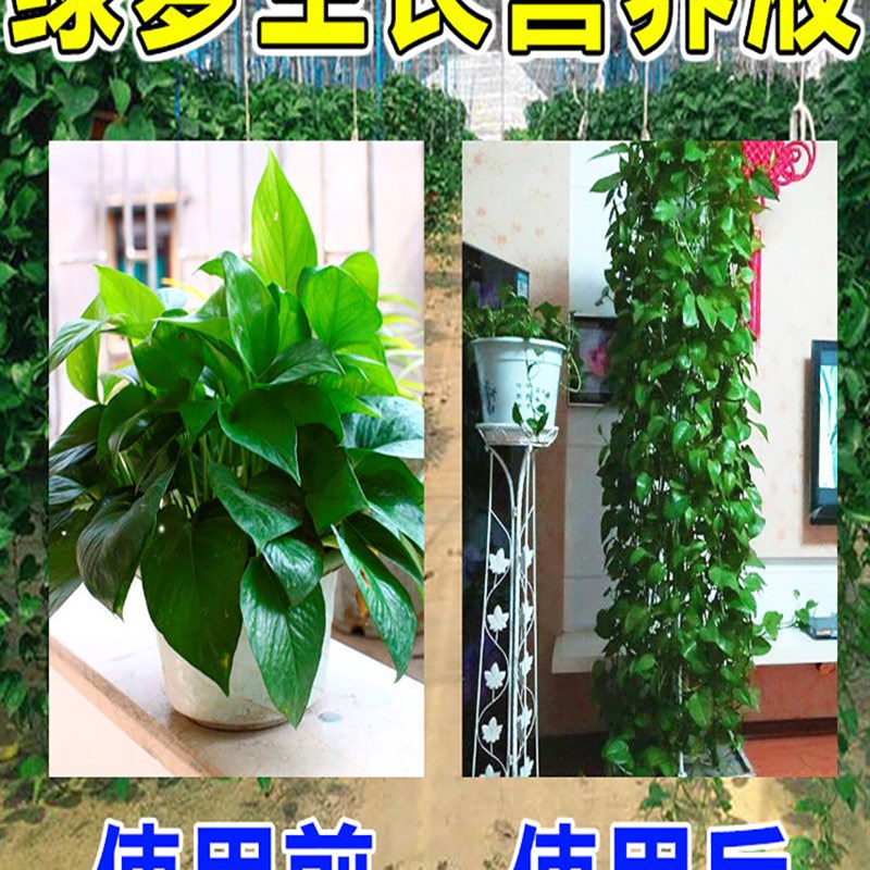 新品绿箩营业液水养n土培叶子发黄肥料家用营养液治绿萝黄叶黑斑