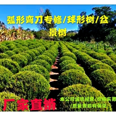极速绿篱a机茶叶茶树修剪机粗枝剪绿篱剪采茶机园林绿化修枝剪