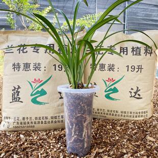 极速【第二代新植k料】纯杉树木屑兰科专用植料兰花君子兰蝴蝶兰