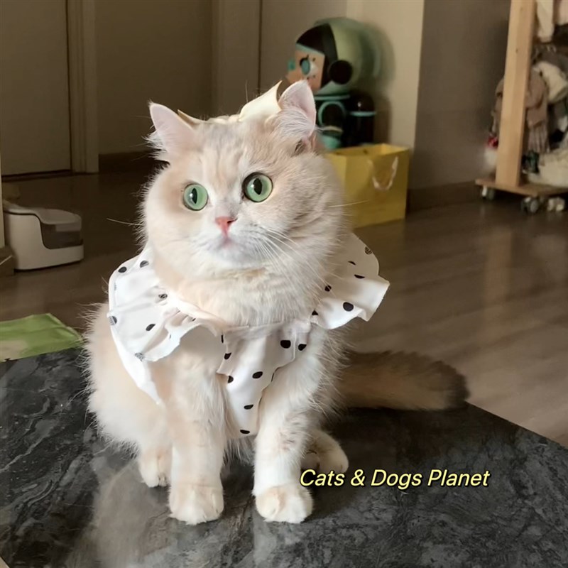 猫咪衣服夏日吊i带连衣裙狗狗公主裙薄款背心防掉毛宠物金渐层布