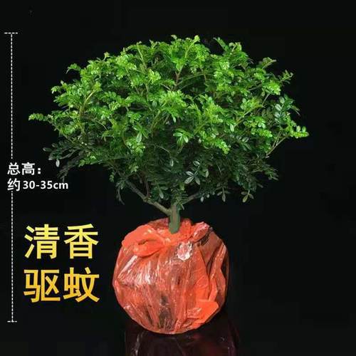 虫草清香木四季好养办公室绿植花草盆栽花卉植物室内花九里香