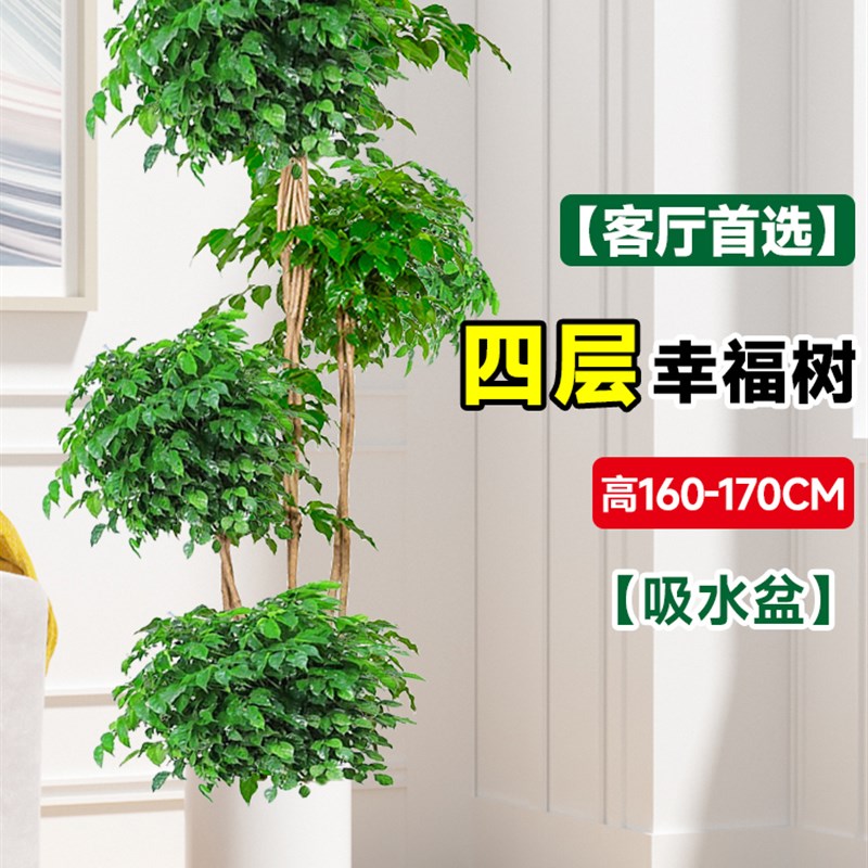 幸福树客厅盆栽大型老桩绿植办A公室内平安树吸甲醛植物四季好养