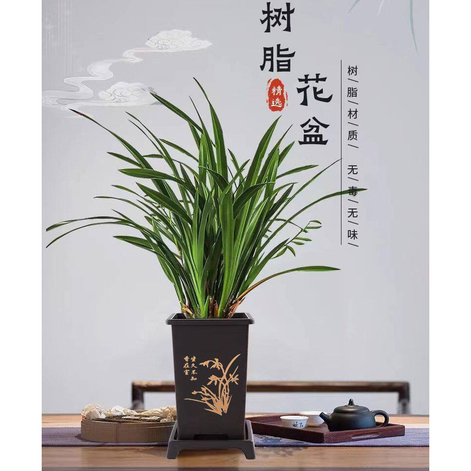 方形花盆处理清仓墨兰蕙兰君子兰四方梅兰竹菊金枝玉叶兰花底托盘
