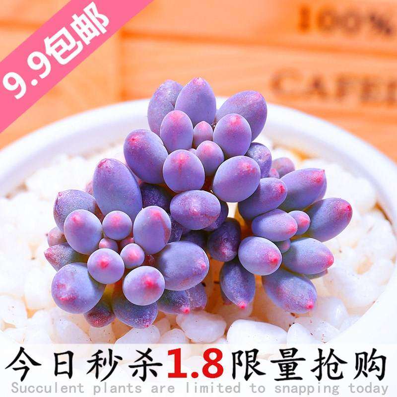 速发名贵多肉植物组合 高档大颗 大型含合盆栽老桩 超大成品花盆