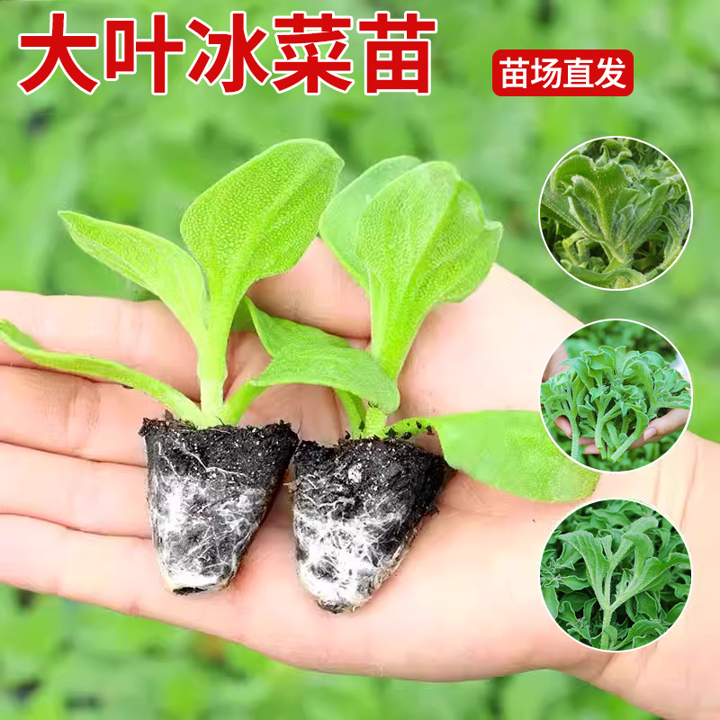 大叶水晶冰菜苗秧带土球四季盆栽高产农家幼苗冰草种子秋冬季大苗