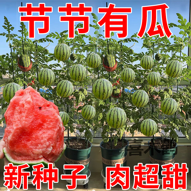盆栽蜂蜜小西瓜种子四季播种阳台庭院迷你小西瓜种籽水果蔬菜种子