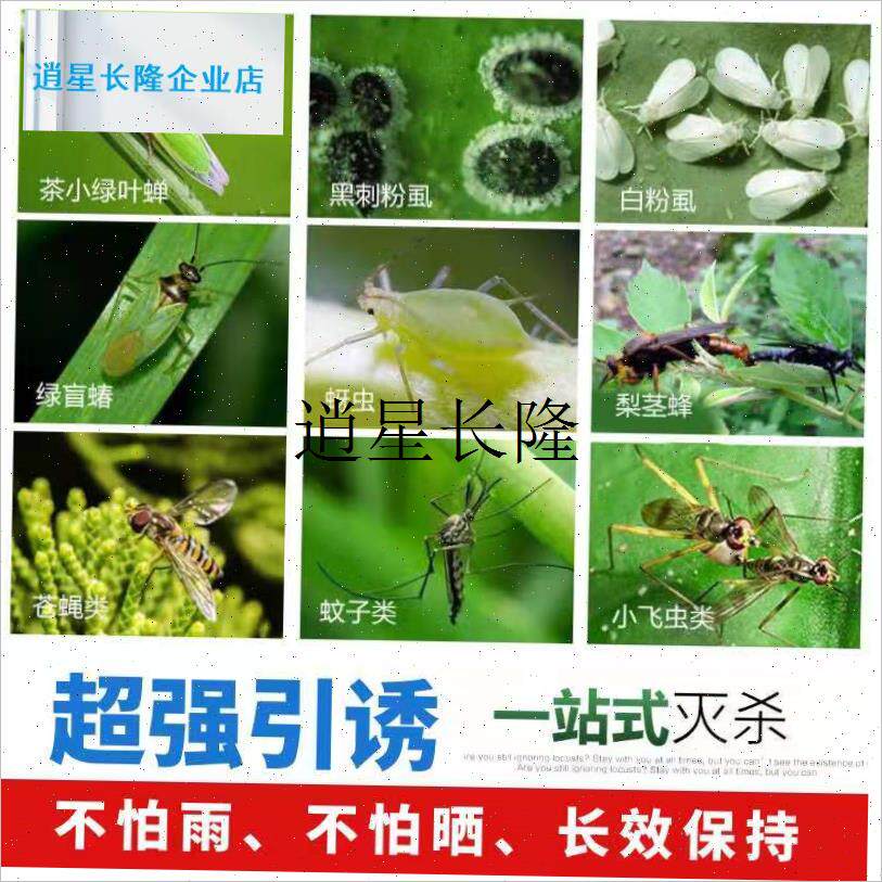 l小黄板诱杀小黑飞蚜虫粉虱潜叶果蝇环保物理杀虫T诱虫板蓟马虫飞