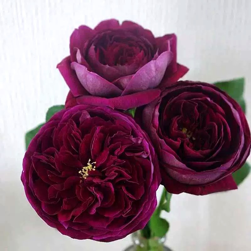 浓香玫瑰月季花苗暗夜皇宫四季开大花H庭院阳台花卉植物耐寒热盆