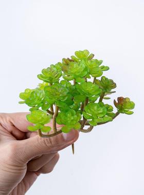 厂家 仿24叉仙人 室内绿植墙 6假花仿真花 微景观多肉真棵MW17664