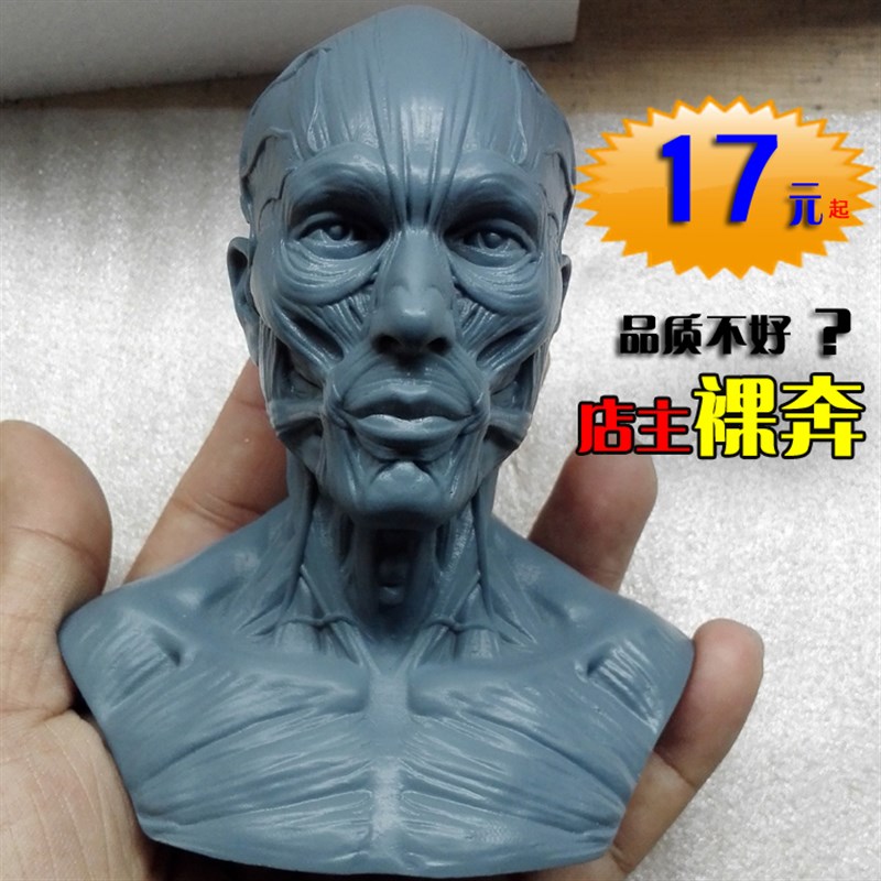 1:3美术医学静物绘画参考 艺用人体肌肉L骨骼头雕头骨 半胸像模型