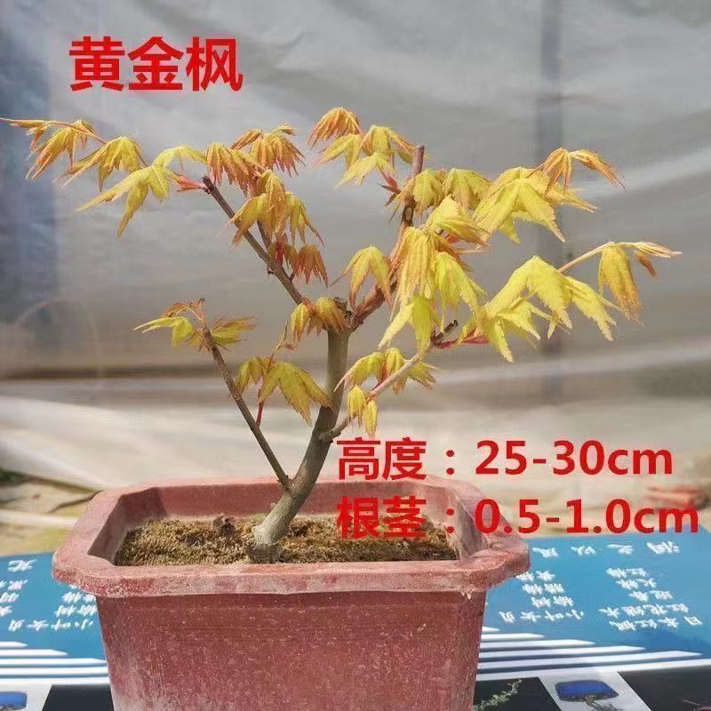 红枫树苗带叶发货盆景造型盆栽枫盆景室内外客厅植物