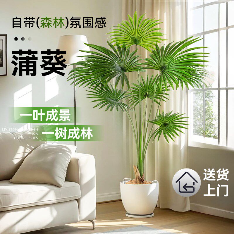 蒲葵绿植大型室内客厅网红植物盆C栽旺宅真花好养树苗大叶蒲棕榈