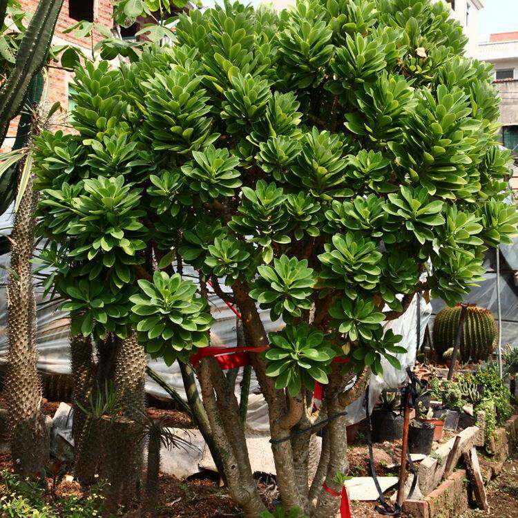 景观大多浆植物 刺金刚 大戟科 金刚纂霸王鞭 沙漠植物基地