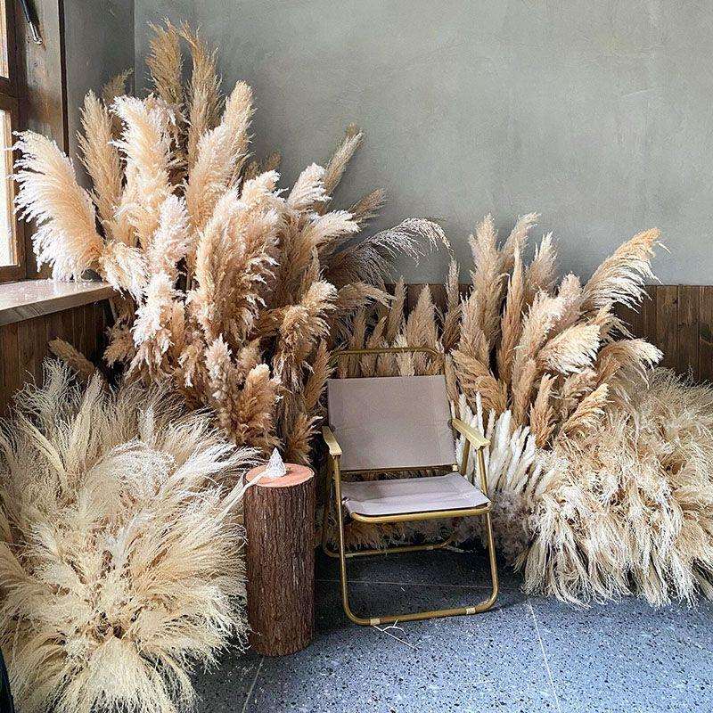 天然芦苇干花网红大蒲苇落地造型场景布置拍摄道具永生大芦苇景观