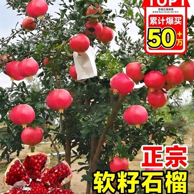 石榴树苗番石突尼斯软籽无子四季庭院盆I景栽特大甜带土石榴果树