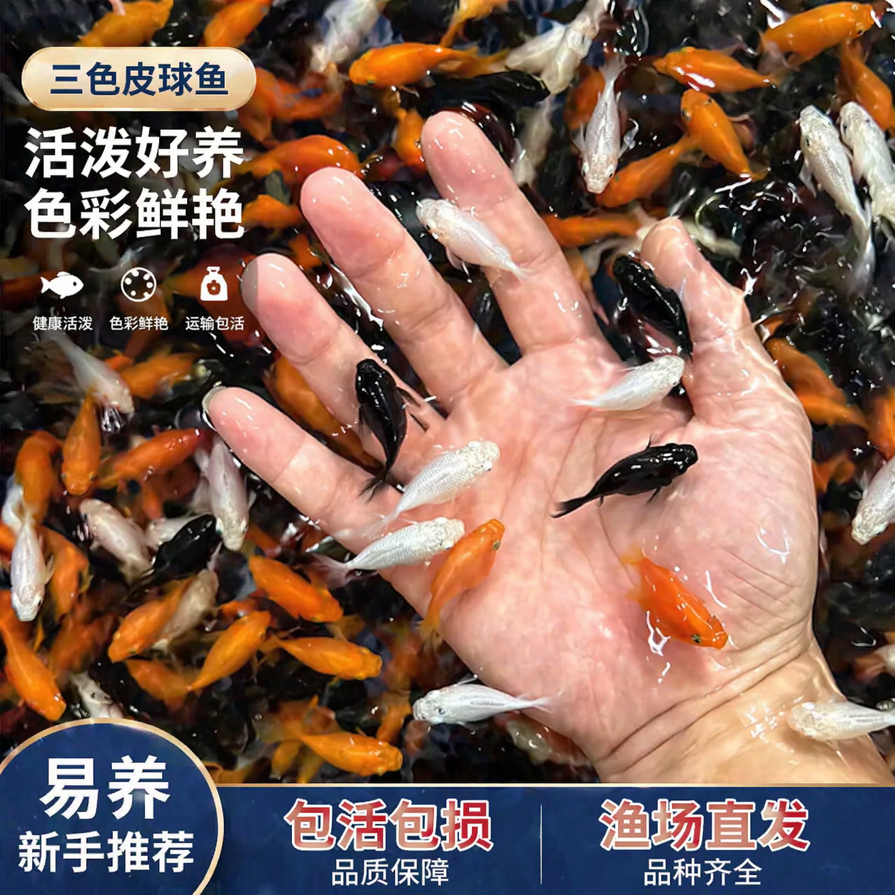 玛丽球鱼 玛丽鱼 胎生鱼 直接下小鱼 新手鱼 好养活 米奇孔雀包邮